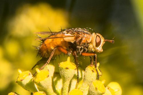 Tachina magnicornis